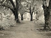 liveoak01