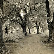 liveoak02