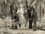 liveoak06