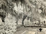 liveoak08