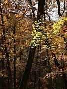 cheaha14