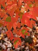 cheaha17