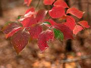 cheaha21