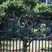 neworleans27