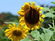 sunflower01