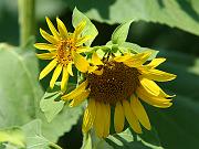 sunflower06
