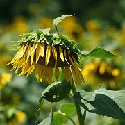 sunflower07