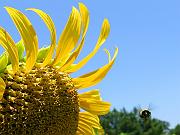 sunflower08