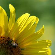 sunflower10