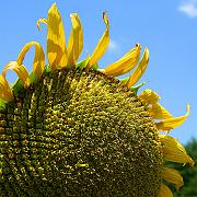 sunflower13