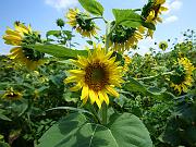 sunflower14