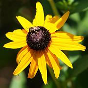 sunflower15