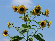 sunflower17