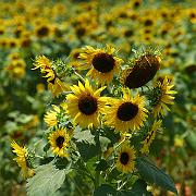 sunflower20