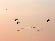assateague05