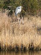 assateague09