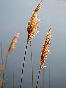assateague10