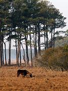 assateague11