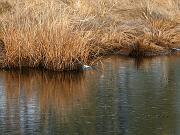 assateague12