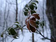 pinemountain02
