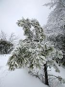 pinemountain06