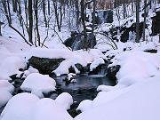 wintergreen06