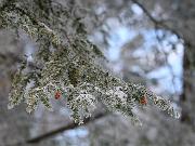 wintergreen10