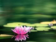 Callaway_Gardens