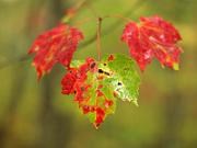 Fall_2009
