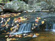 Fall_2010