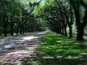 Savannah_2011