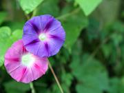 Summer_2009
