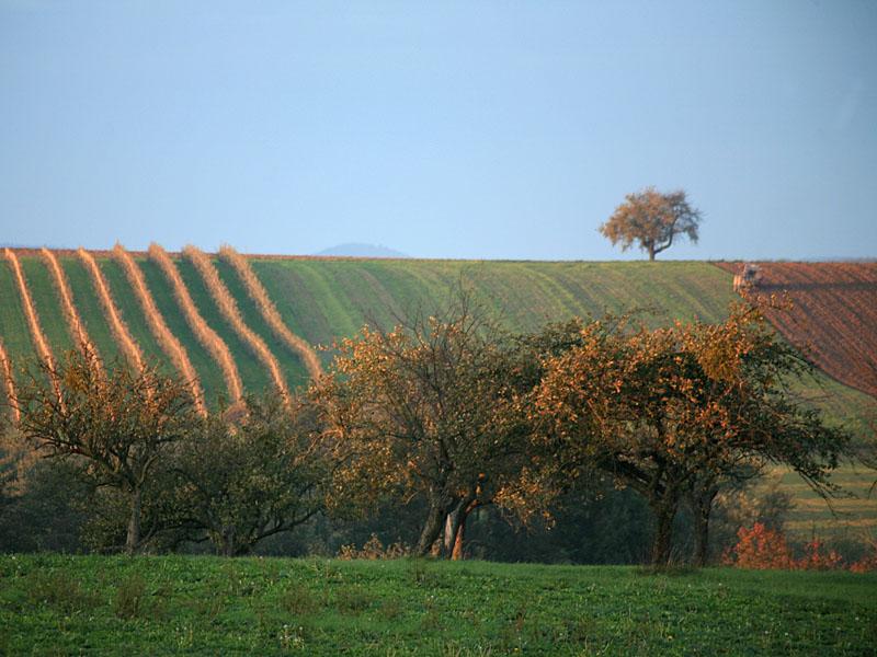fleckenstein13.jpg