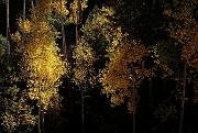 fall03-01