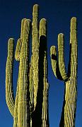 ironwood1