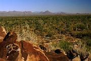 ironwood3