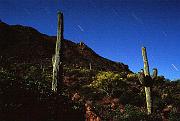 saguar_moon1