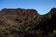 saguar_moon2