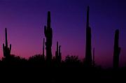 saguaro-w_2