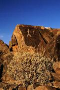 Ironwood