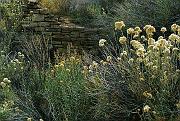 yucca