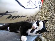 ctcat01