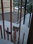ctcat03