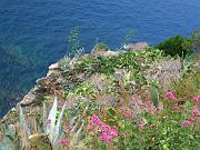 corniglia01