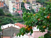 manarola15