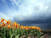 keukenhof01