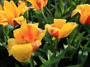 keukenhof03
