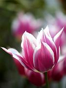 keukenhof10