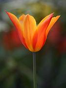 keukenhof11