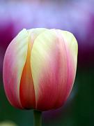 keukenhof12